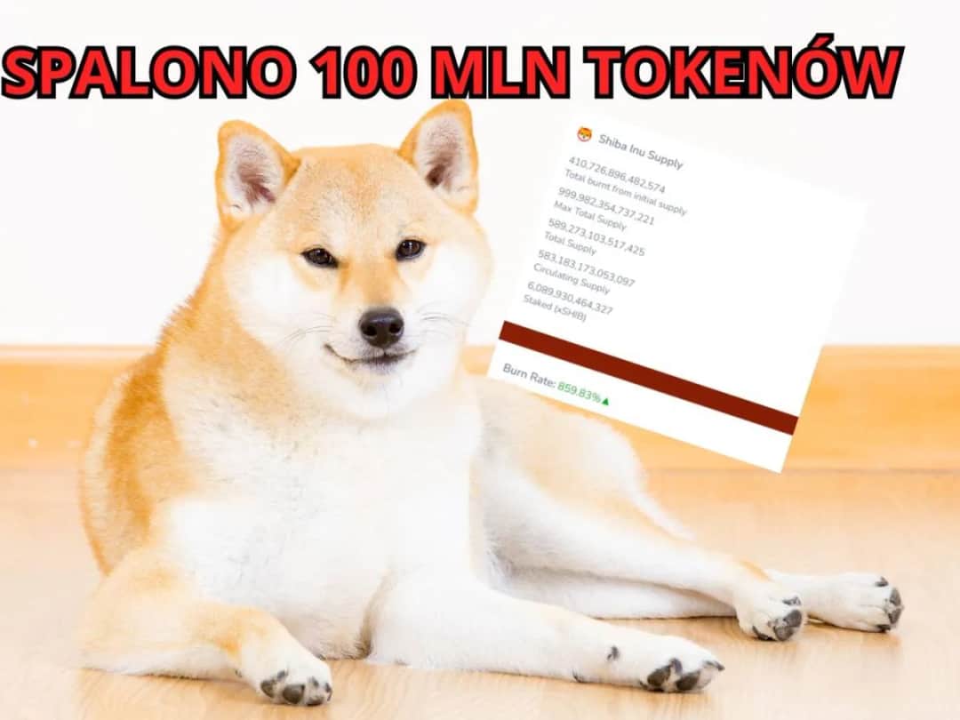 Kryptowaluta Shiba Inu: Fenomen rynku czy ryzykowna inwestycja?