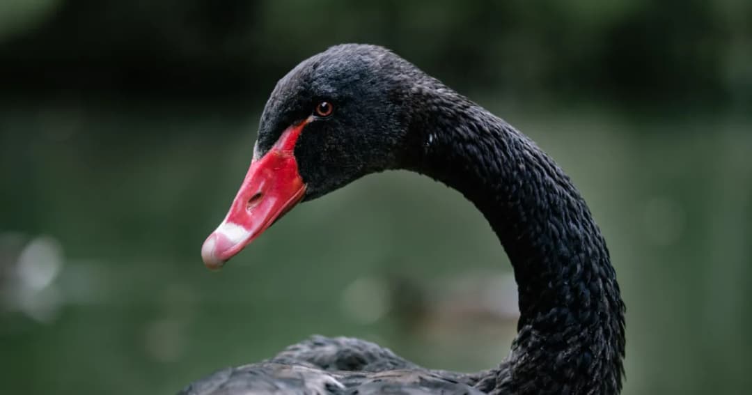 Czarny łabędź na miarę Covid-19 – twierdzi znany biznesmen